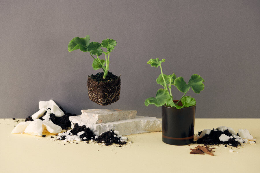 UpCandle Kerzenglas mit einer wachsenden Rapspflanze, Erde und Steinen als Symbol für veganes Rapswachs.